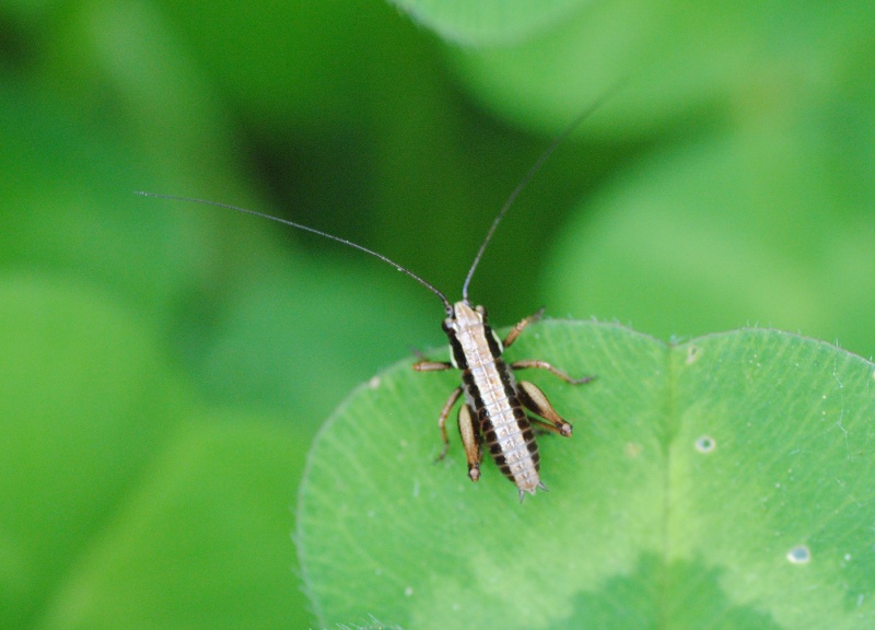 Identificazione